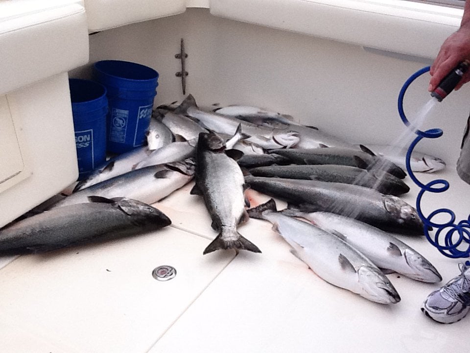 Anglers Edge Sportfishing Charters: Salmon Fishing