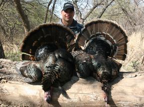 Arrowhead Wilderness Outfitters: Rio Grande Wild Turkey Hunt – Spring – Kansas 