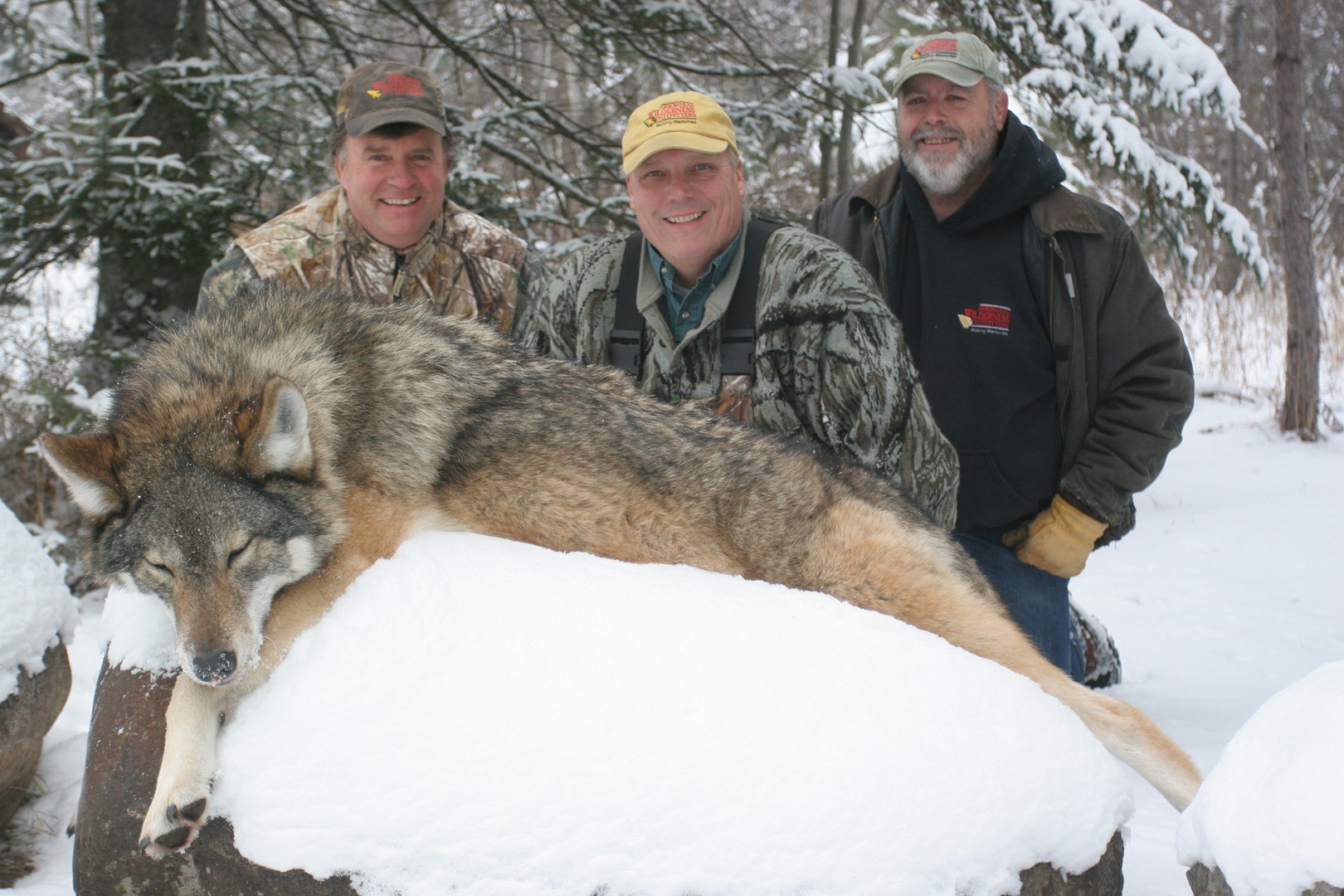 Arrowhead Wilderness Outfitters: Timber Wolf Hunt Minnesota