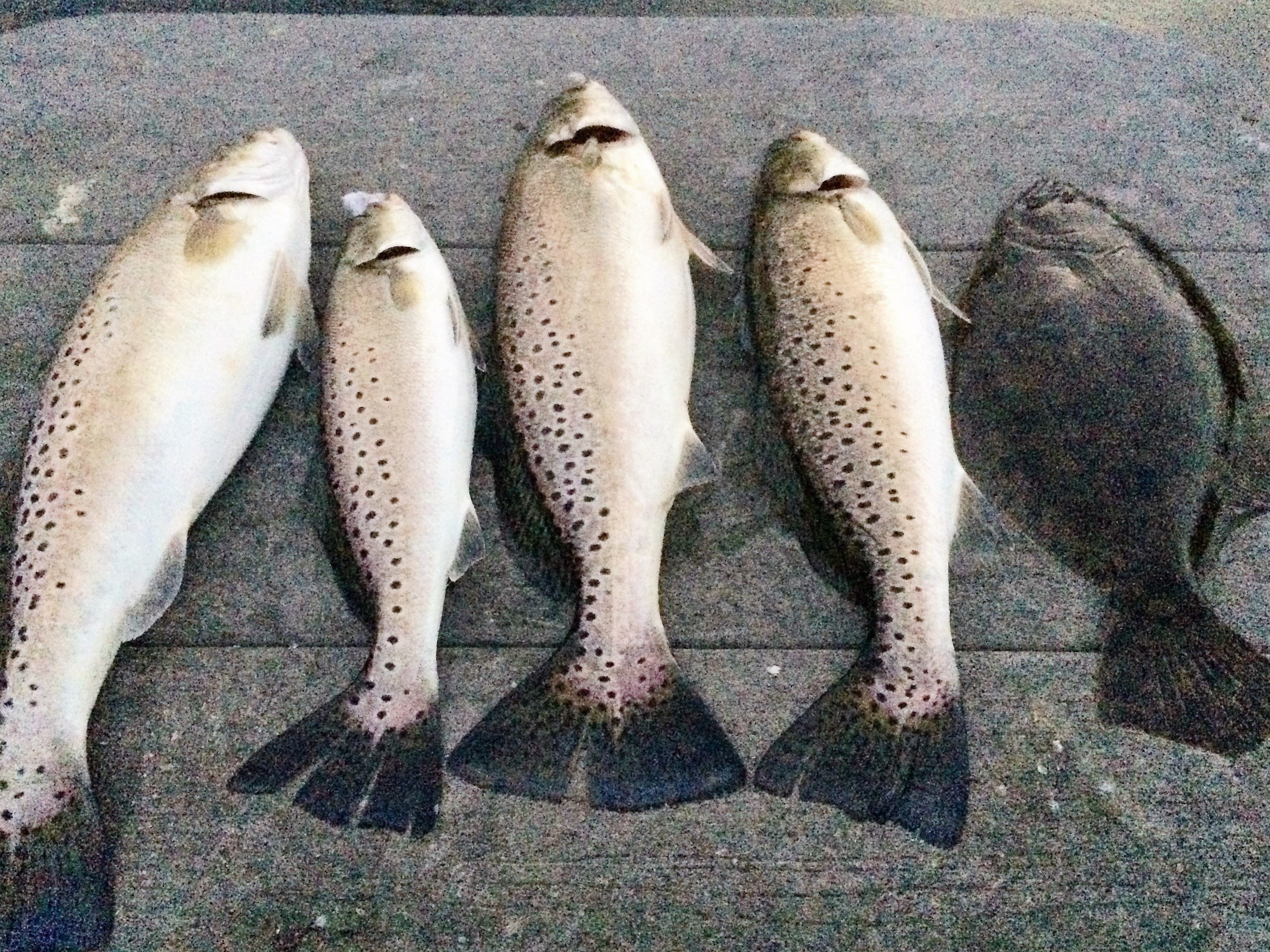 Baldheaded Bobby Guide Service: Trout, Flounder, Redfish
