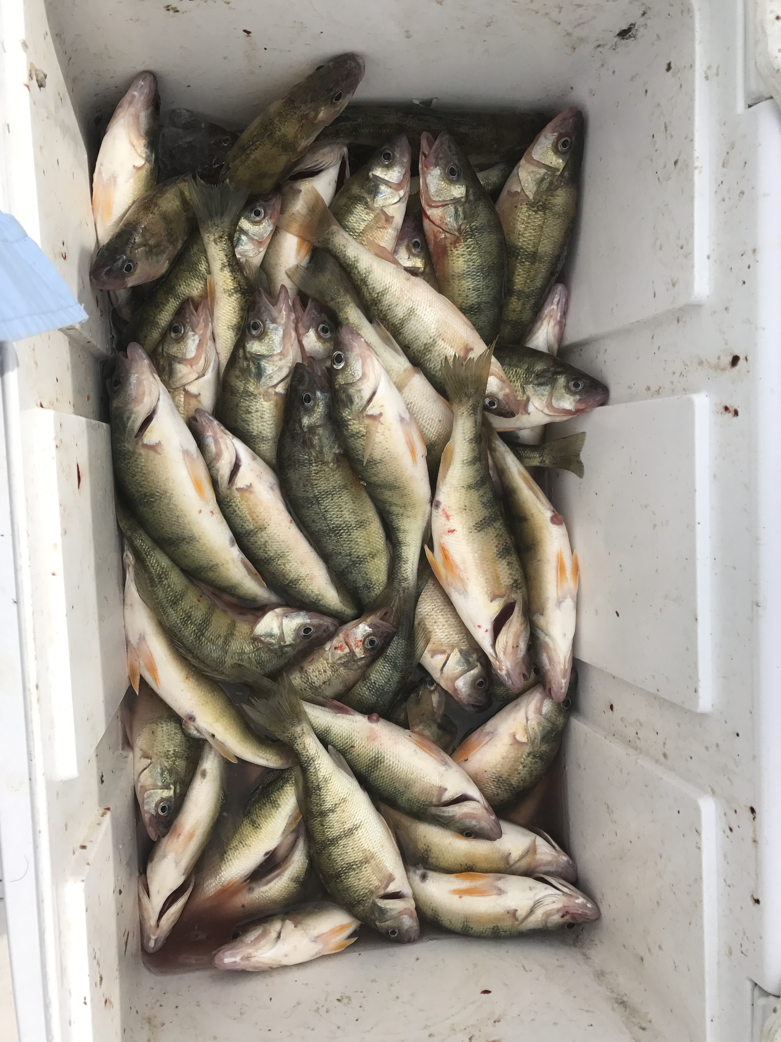 Captain Kevins Lake Erie Charters: Perch Charters