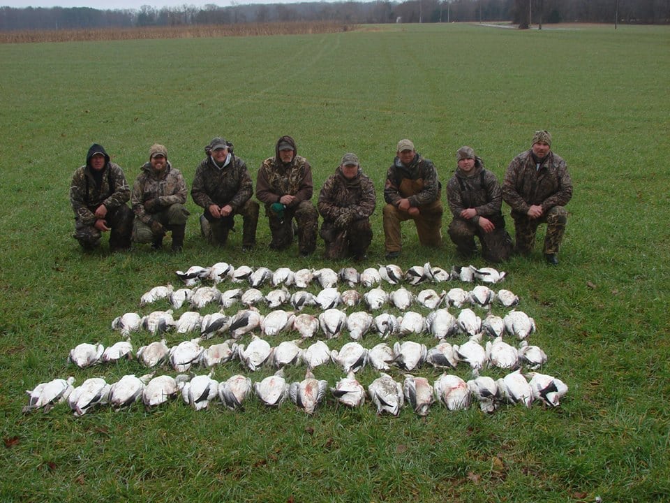 Chesapeake Guide Service: Snow Geese