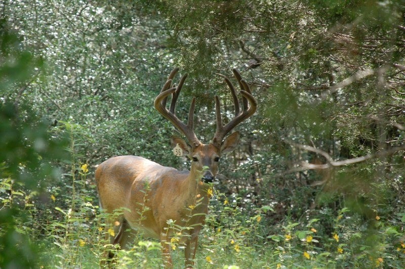 Cleghorn Ranch: RED STAG Hunt
