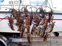 Dirty Waters Charters: Lobster Charter