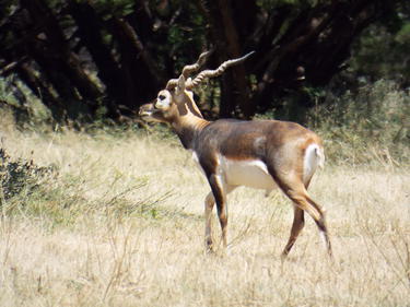 Donihoo Bucks: Axis Deer Hunts