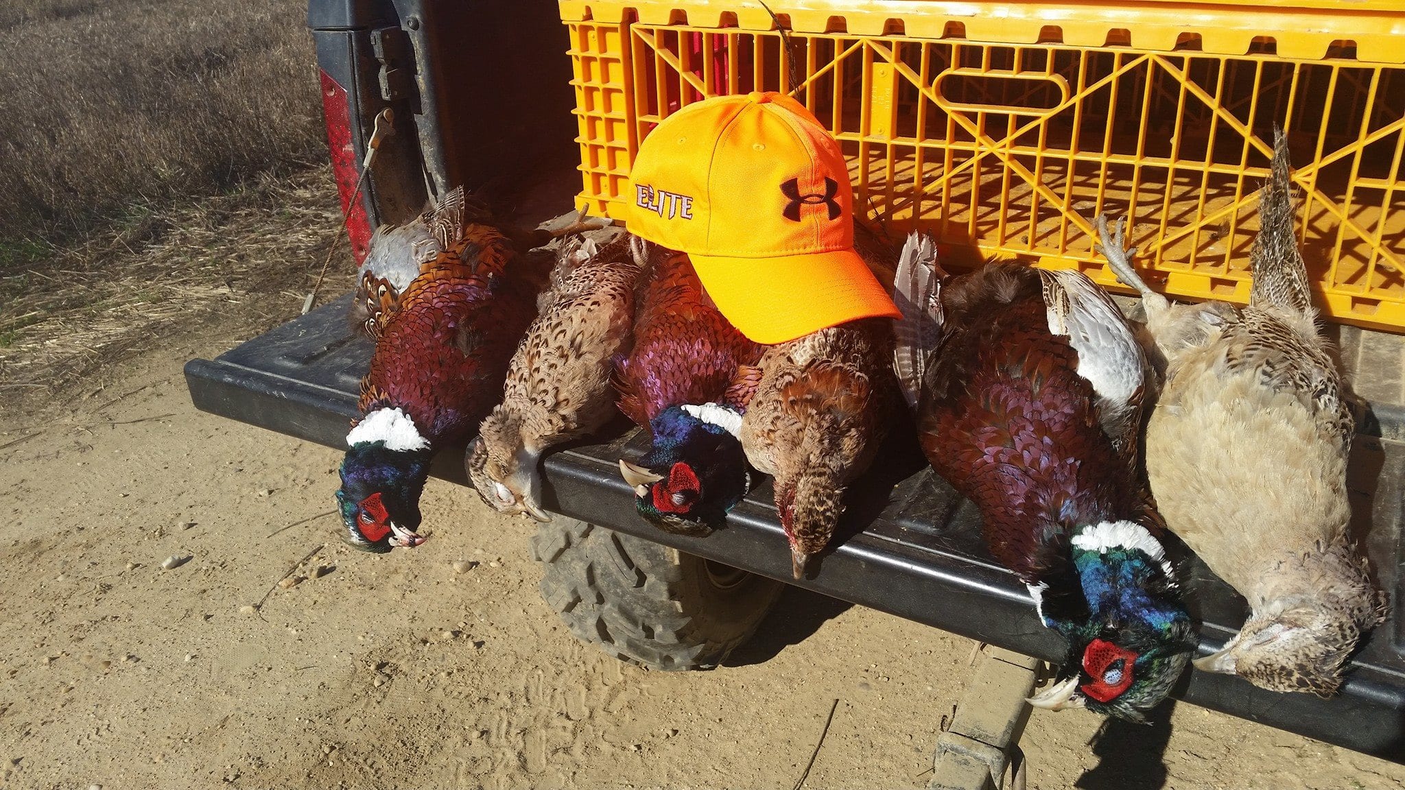 Elite Long Island Outfitters: Upland Bird Hunts