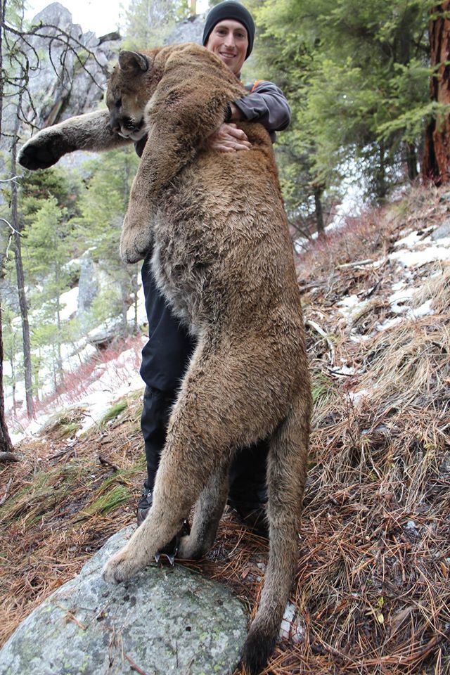 Elk Springs Outfitters: Mountain Lion Hunt