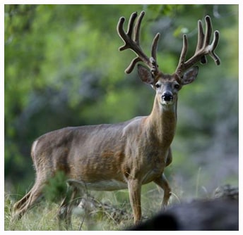 Escondido Ranch: TROPHY WHITETAIL BUCK 170" TO 179" HUNT