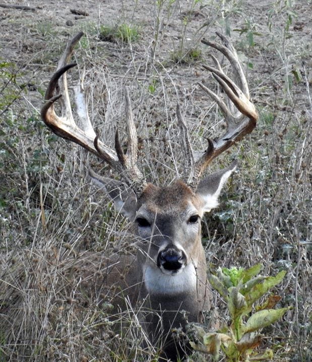 Escondido Ranch: WHITETAIL BUCK 140" TO 149" HUNT