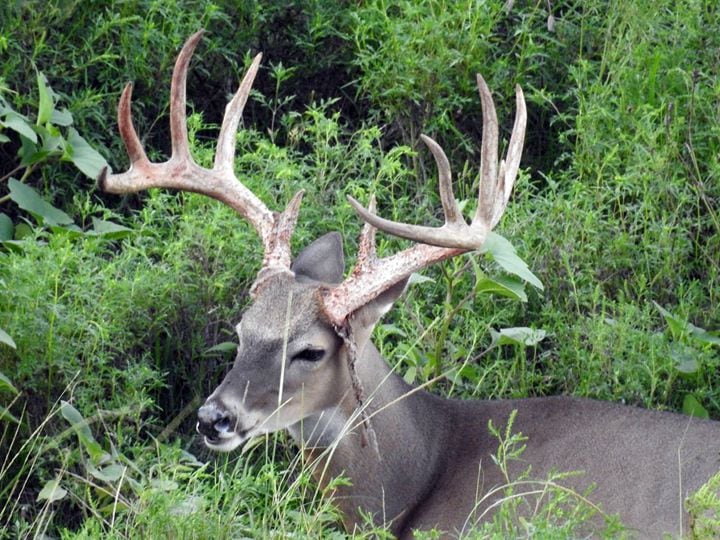 Escondido Ranch: WHITETAIL BUCK 150" TO 159" HUNT