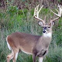 Escondido Ranch: WHITETAIL BUCK 160" TO 169" HUNT