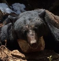 Flying J Outfitters: Bear Hunts