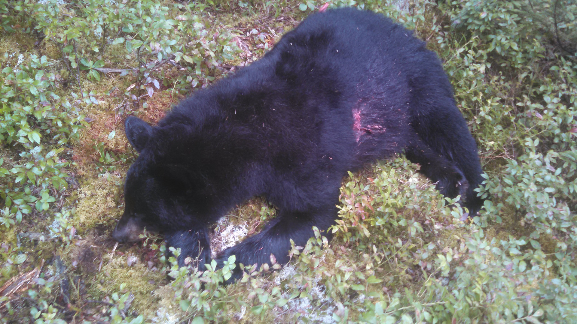 Fur And Fly Outfitters: BEAR HUNTING OVER BAIT