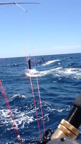 Go Deep Sportfishing Llc T A Muff Diver Charters: Offshore 