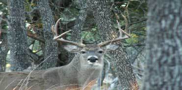 Gray Ghost Plantation: Whitetail Deer Hunting 