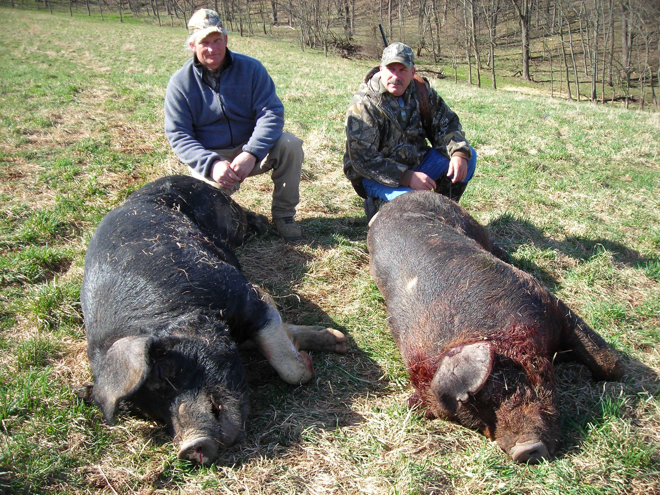 Happy Hollow Hunts: feral hogs