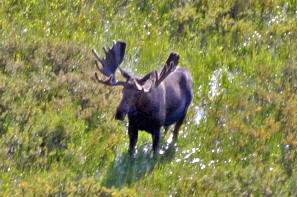 High Adventure Air Charter Guides & Outfitters: UNGUIDED MOOSE HUNTS