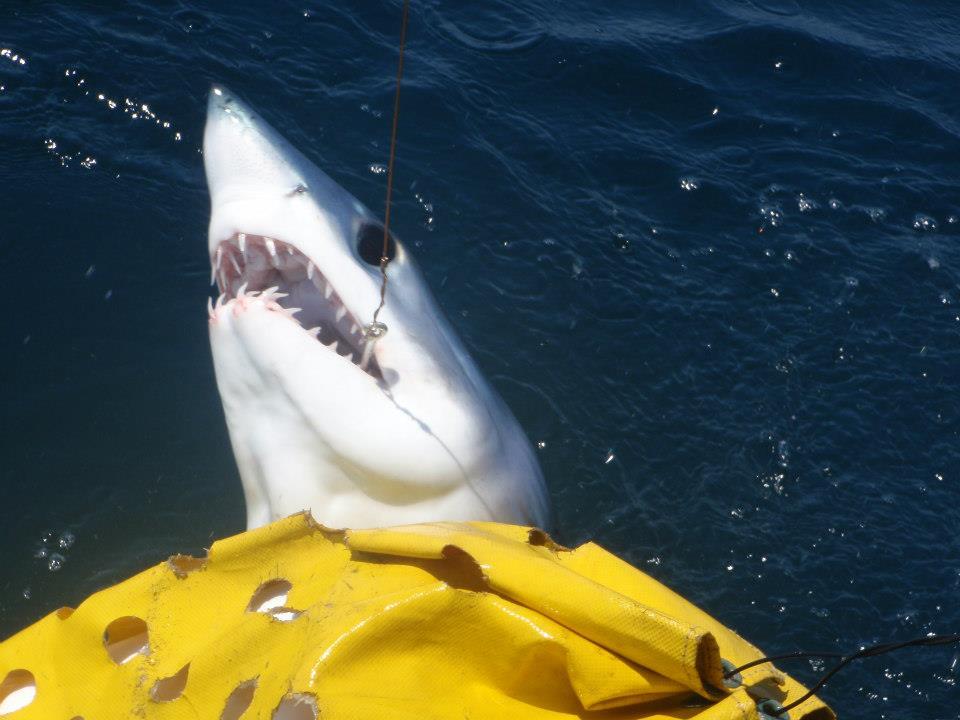 Island Girl Charters: Offshore Shark Trip