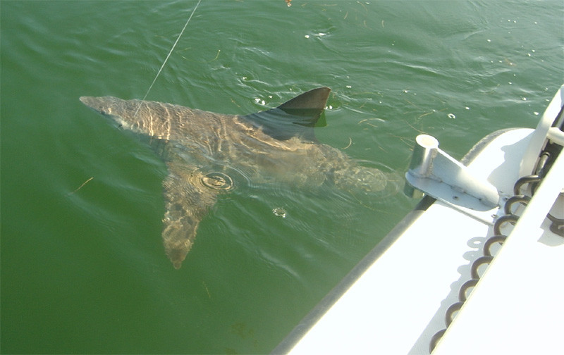 K5 Fishing Charters: Shark Fishing Trip