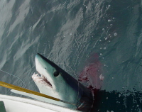 Last Call: Shark Fishing Trip
