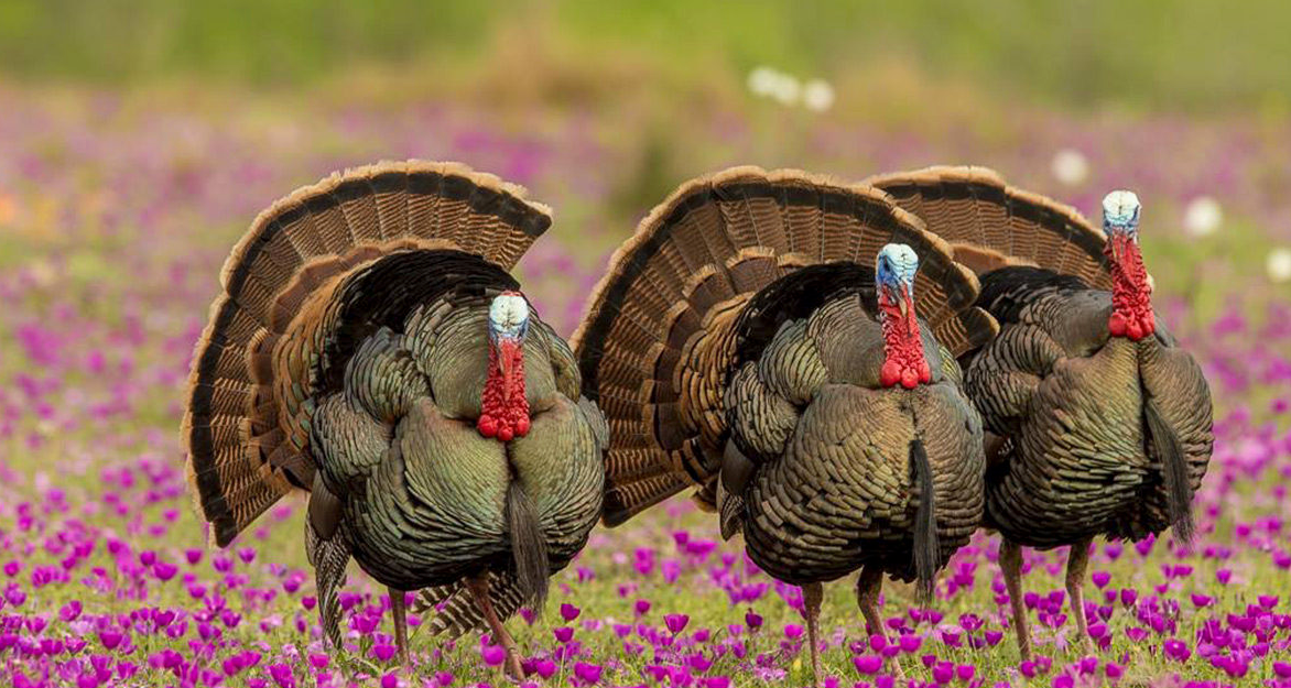 Los Encinos Ranch: Spring Turkey Hunts (2 gobblers)