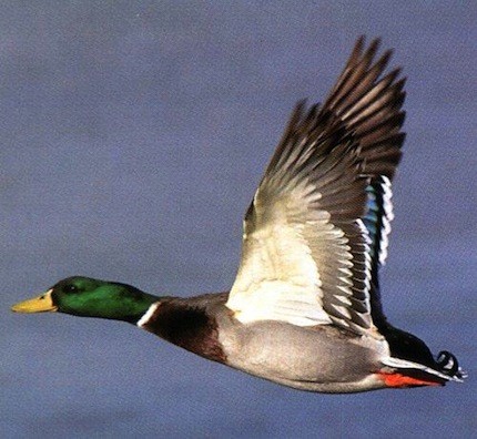 M&M Hunting Preserve & Sporting Clays: Mallard Duck Hunt