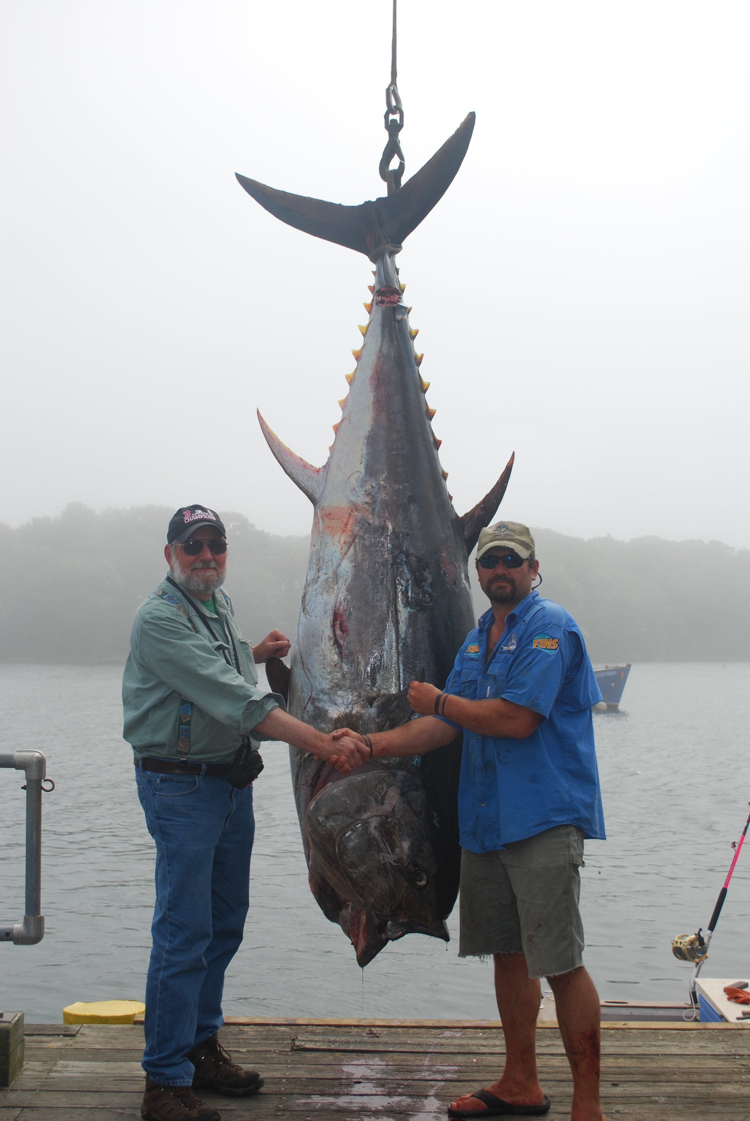 Mainetunafishing: Giant Bluefin tuna and Sharks