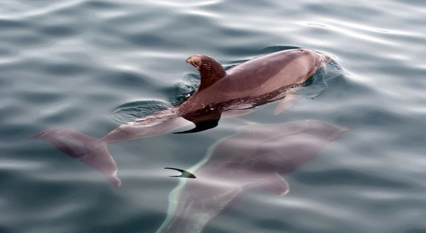Miss Hatteras Head Boats: Hatteras Sunset Dolphin Cruise