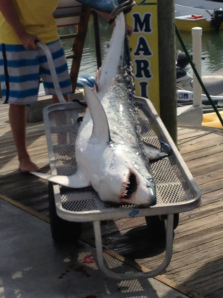 Moore Bills: Shark Fishing Trip