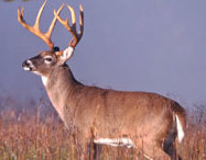 Mountain View Drifter Lodge & Outfitters: Deer Hunts