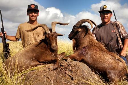 Nahele Outfitters: Spanish goats/Hawaiian ibex