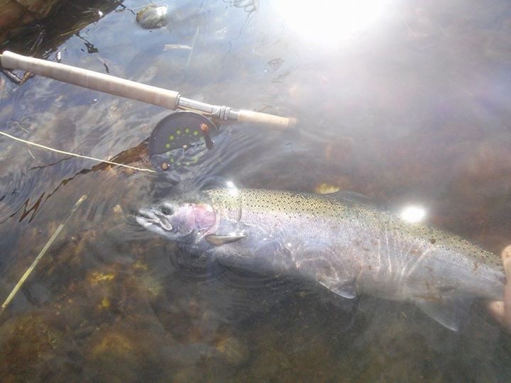 Nor Cal Fly Guides: Half Day 4hr Spey/Switch Guided Trip