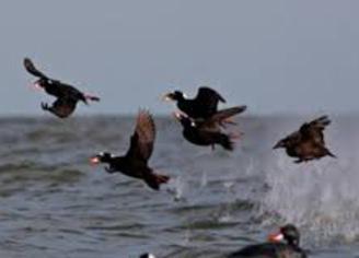 Ocean City Guide Service: Sea Duck Hunting Trip