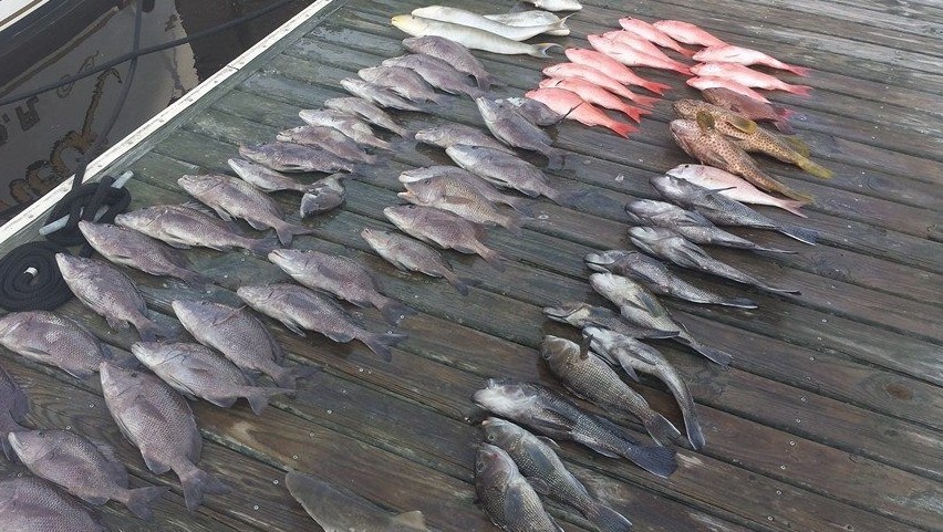 Ocean Stinger Fishing Charters: Bottom Fishing Trips