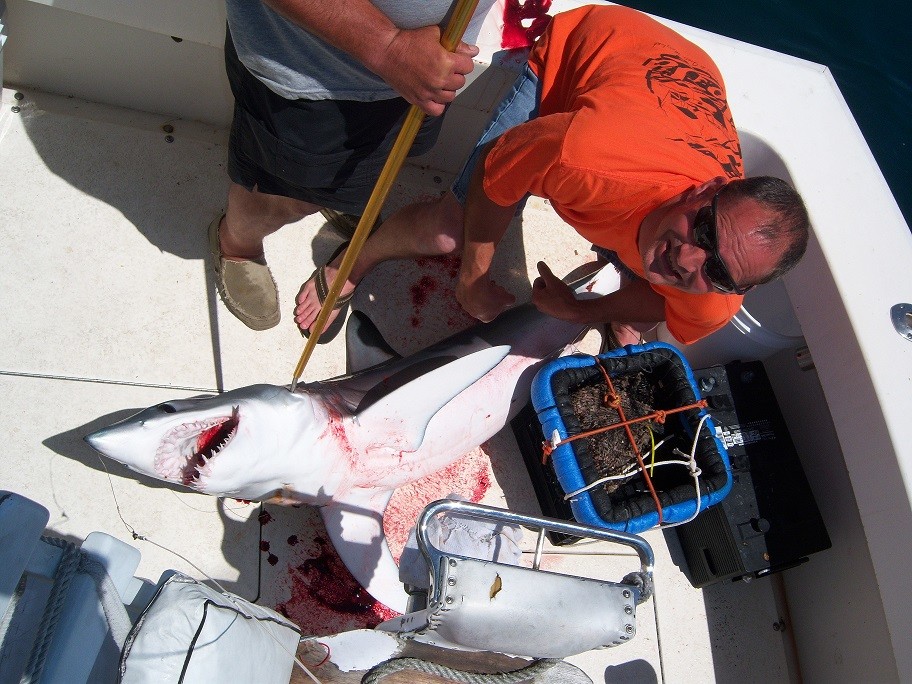 Over Board Sportfishing Charters: shark fishing