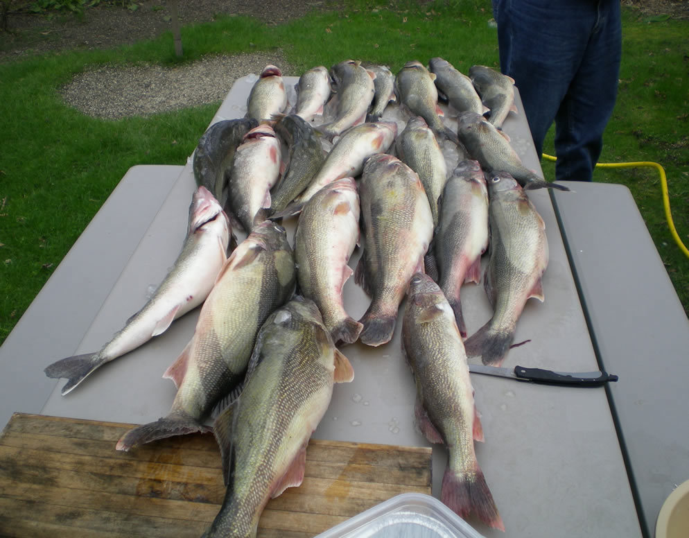 Parker Guide Service: Walleye Fishing & 1 Night of Lodging