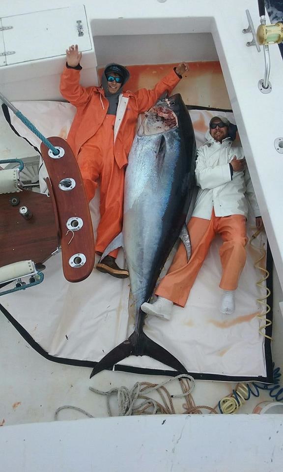 Predator Sport Fishing : Giant Blue Fin Tuna
