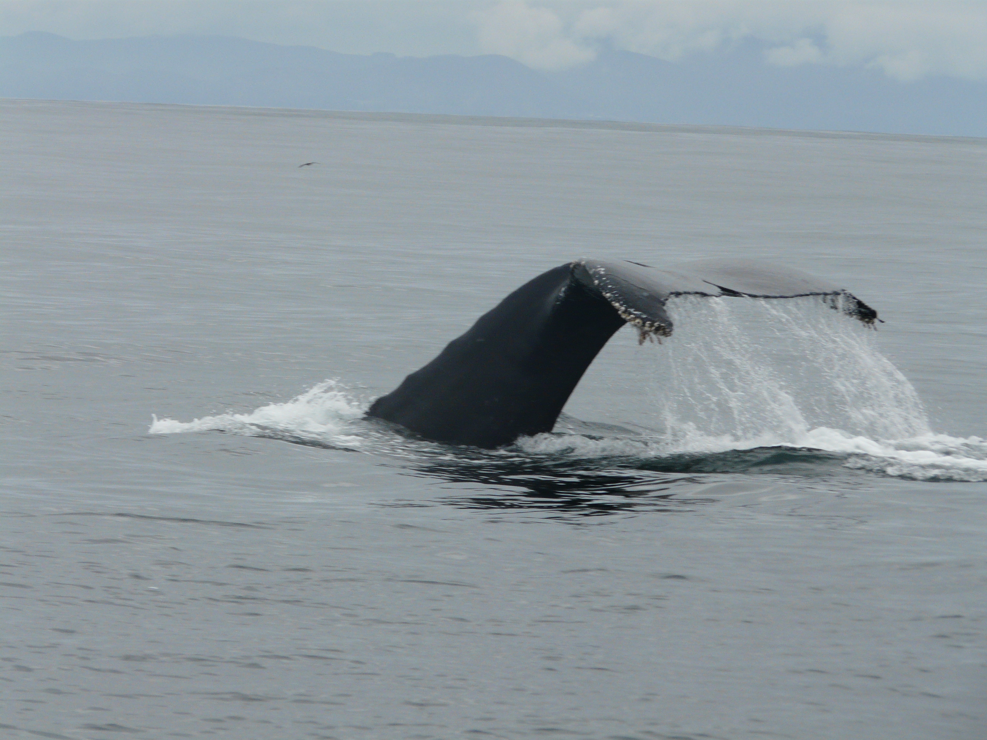 Riptide Charters: Whale Watching
