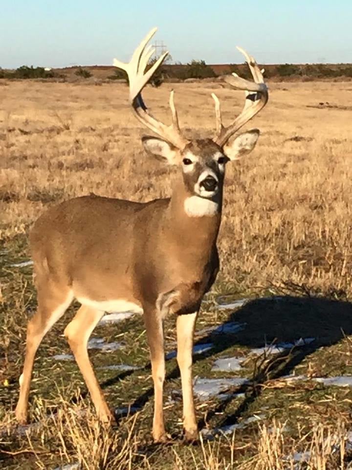 Riverview Ranch: Whitetail Deer Hunt