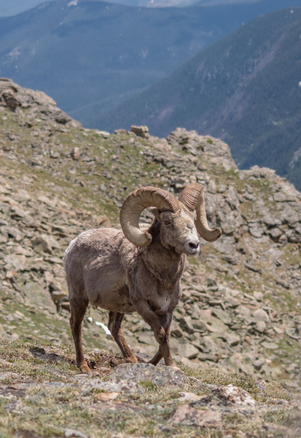 Secret Pass Outfitters: Big Horn Sheep Hunt