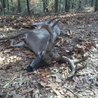 South Fork Hunting Preserve: Day Deer Hunt