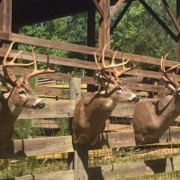 South Fork Hunting Preserve: Ultimate Fly Away Package