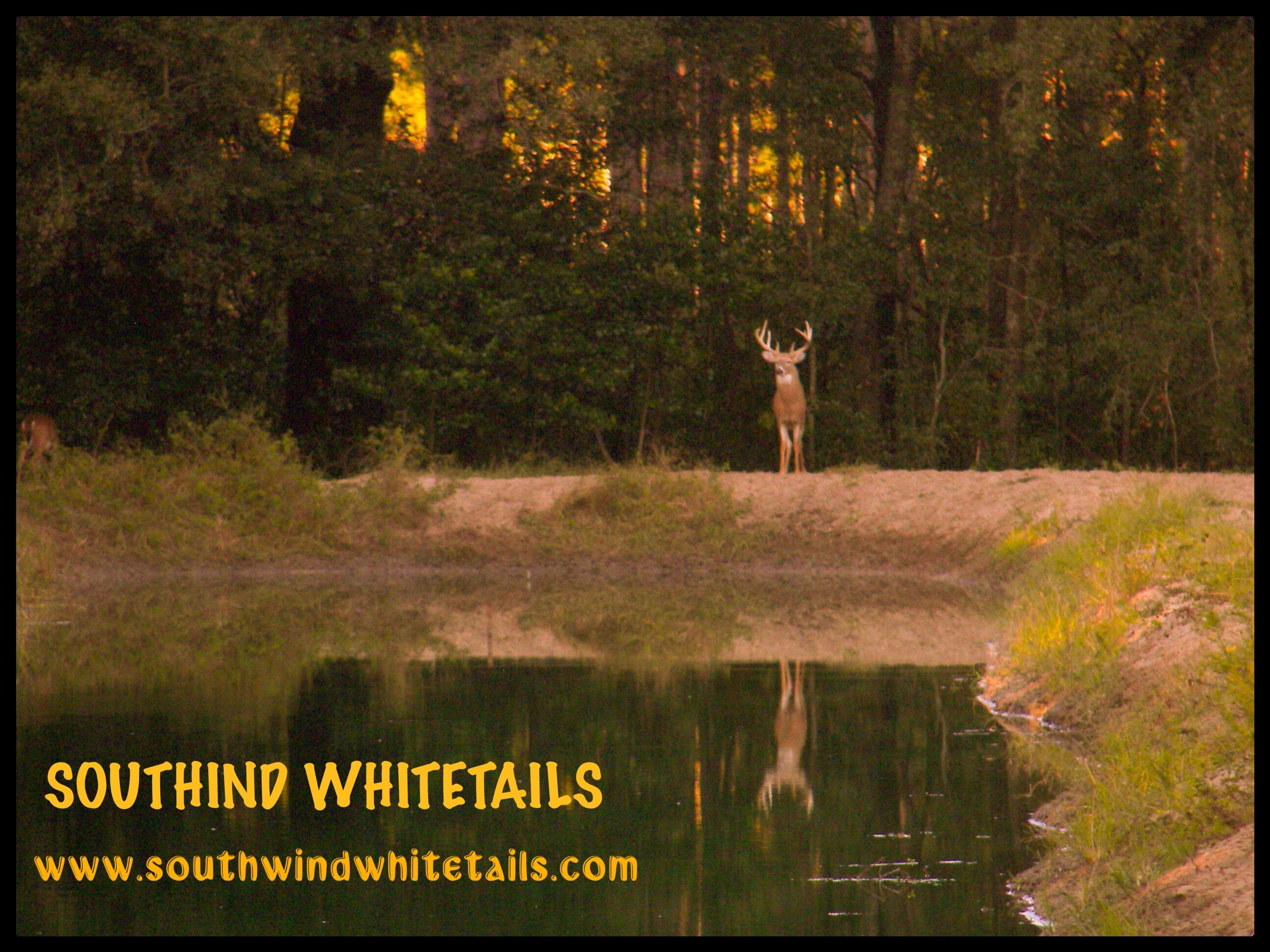 Southwind Whitetails: Axis Deer Hunts