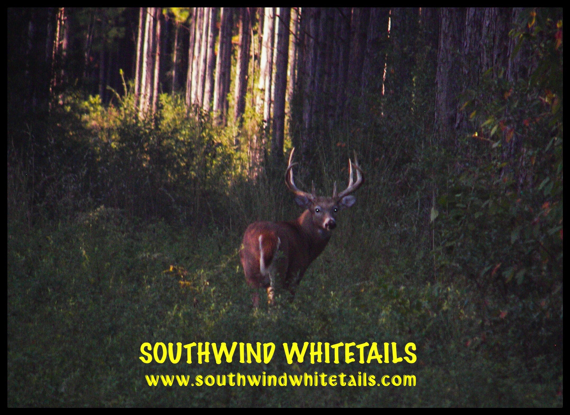 Southwind Whitetails: Whitetails Hunt