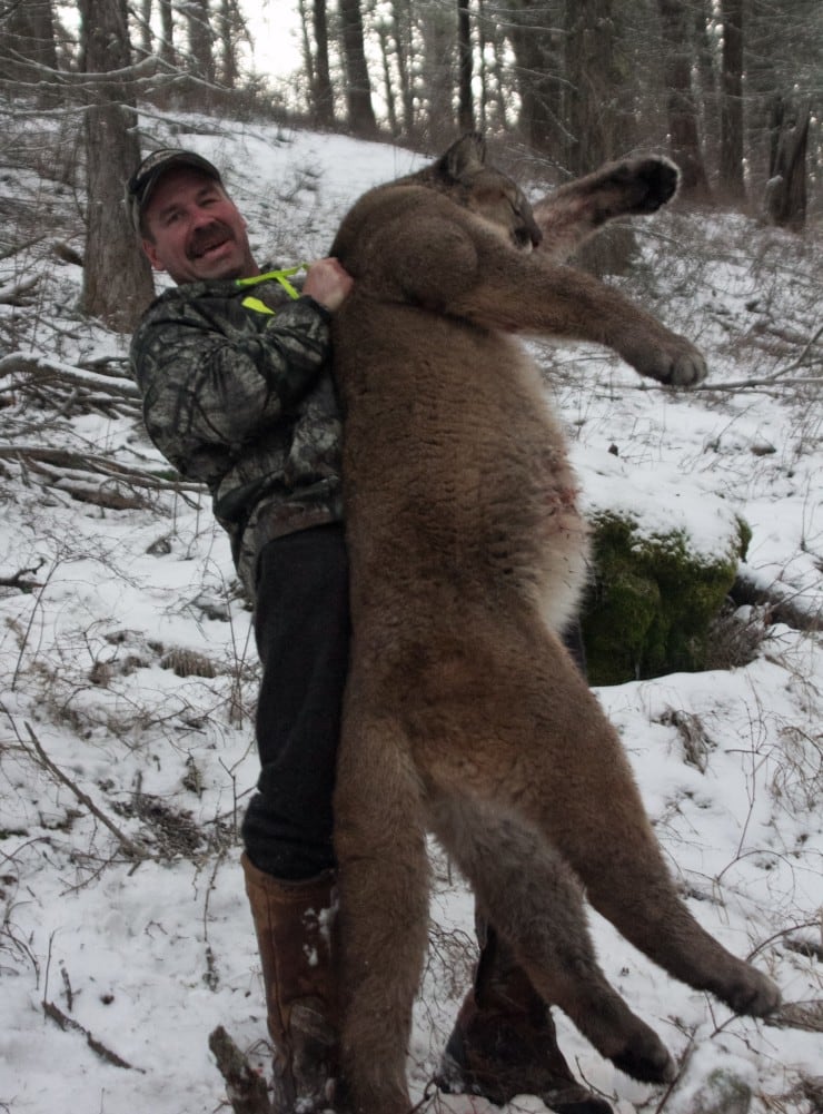 Swan Mountain Outfitters: Mountain Lion Hunts