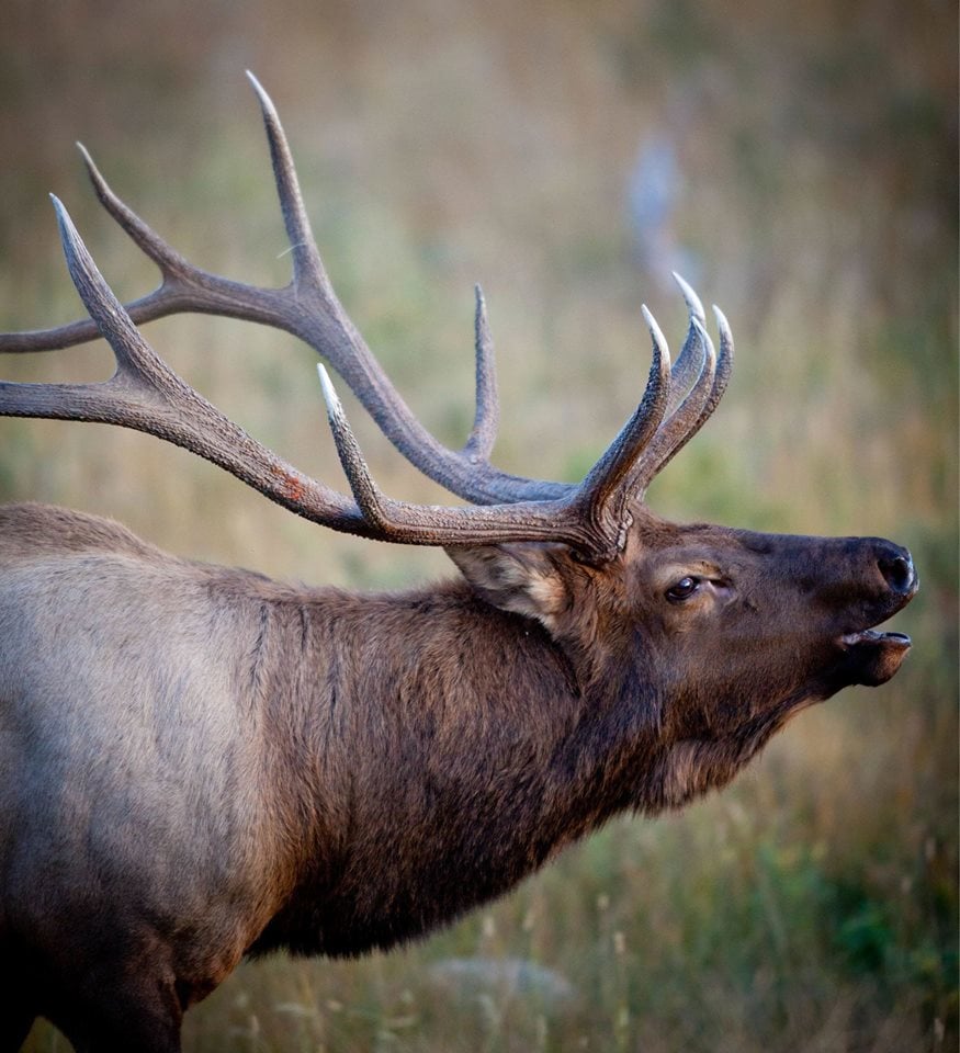 The Wilderness Reserve LLC: Rocky Mountain Elk 