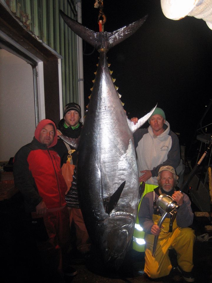 Tuna Hunter Fishing Charters: Giant Bluefin Tuna Fishing Overnight