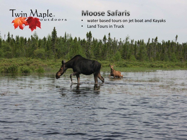 Twin Maple Outdoors: Maine Moose Safaris