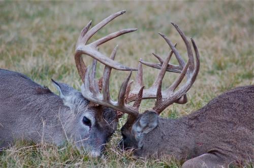 Twin River Hunts: Deer