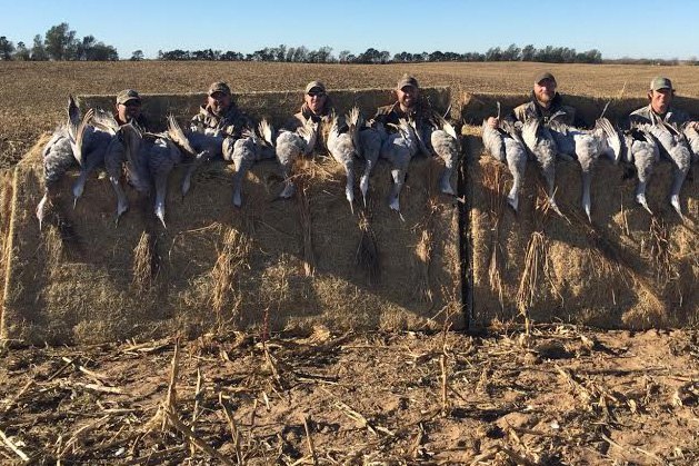 Waterfowl Haven Outfitters: Kansas Snow Goose Hunts